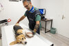Biago Barberio behandelt in seiner Praxis einen Hund.